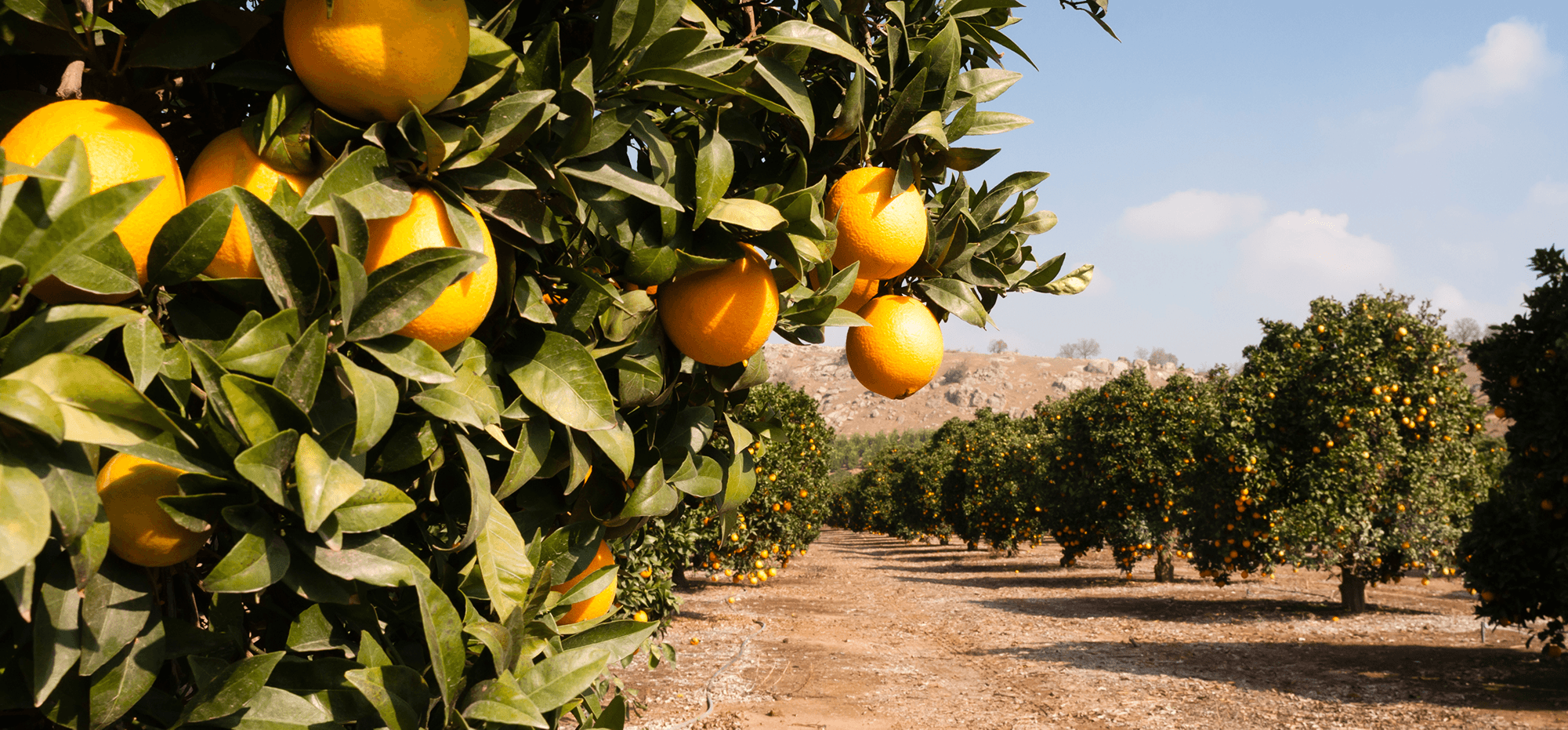 orange orchard