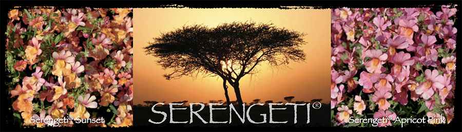 Selecta Serengeti banner