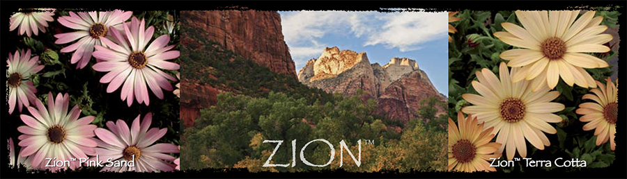 Selecta Zion banner